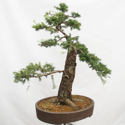 Outdoor bonsai Deciduous larch Larix decidua - 5