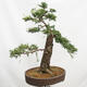 Outdoor bonsai Deciduous larch Larix decidua - 5/5