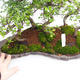 Room bonsai - Ulmus parvifolia - Malolistý elm - 5/5