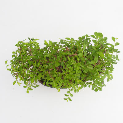 Room bonsai - Ulmus parvifolia - Malolistý elm - 5