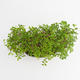 Room bonsai - Ulmus parvifolia - Malolistý elm - 5/5