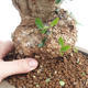 Room bonsai - Olea europaea sylvestris - Olive European bacilli - 5/6
