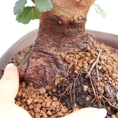 Room bonsai - Rohovnik obecny, svatojansky bread-Ceratonia sp. - 5