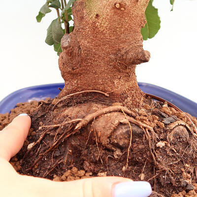 Room bonsai - Rohovnik obecny, svatojansky bread-Ceratonia sp. - 5