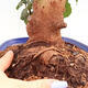 Room bonsai - Rohovnik obecny, svatojansky bread-Ceratonia sp. - 5/5