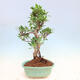 Indoor bonsai - Ficus kimmen - small-leaved ficus - 5/5