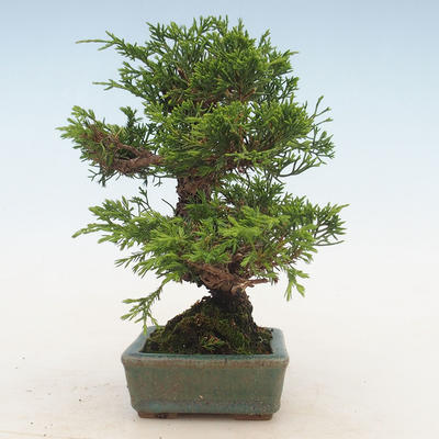 Outdoor bonsai - Juniperus chinensis Itoigawa-Chinese juniper - 5
