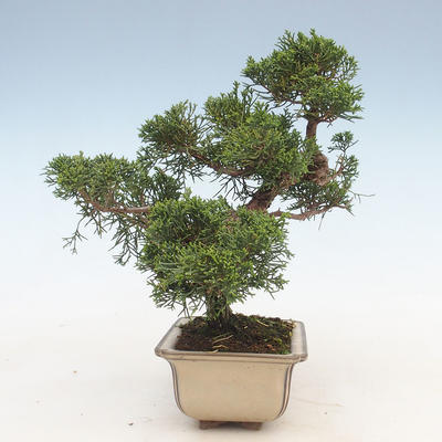 Outdoor bonsai - Juniperus chinensis - Chinese juniper - 5