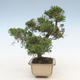Outdoor bonsai - Juniperus chinensis - Chinese juniper - 5/5