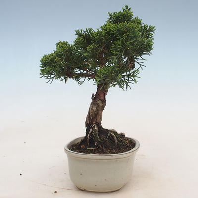 Outdoor bonsai - Juniperus chinensis - Chinese juniper - 5