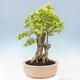Indoor bonsai - Duranta erecta Aurea - 5/6