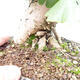 Outdoor bonsai - Ginkgo biloba - Ginkgo biloba - 5/5