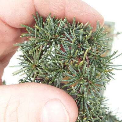 Outdoor bonsai - Cedrus Libani Brevifolia - Cedar green - 5