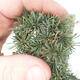 Outdoor bonsai - Cedrus Libani Brevifolia - Cedar green - 5/5