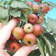 Outdoor bonsai -Malus Halliana - fruited apple - 5/5