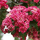 Outdoor bonsai - Hawthorn pink flowers - Crataegus laevigata paul´s Scarlet - 5