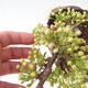 Outdoor bonsai - Malus sargentii - Small-fruited apple tree - 5/6