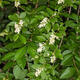 Outdoor bonsai - Ligustrum obtusifolium - Dull-leaved bird's-bill - 5/5