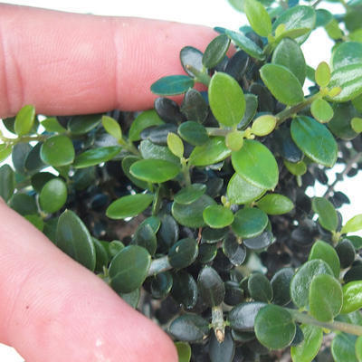 Indoor bonsai - Olea europaea sylvestris - European small-leaved olive oil - 5