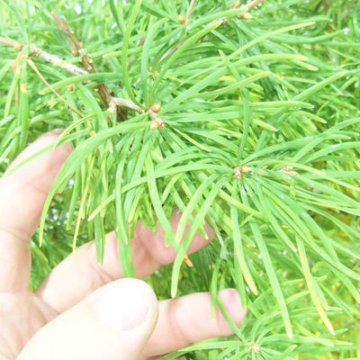 Outdoor bonsai - Pseudolarix amabilis - Pamodřín - 5