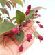 Outdoor bonsai - Malus domestica - Small-fruited red-leaved apple tree - 5/6