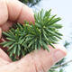 Outdoor bonsai - Taxus cuspidata - Japanese yew - 5/5