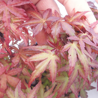 Outdoor bonsai - Acer palmatum Atropurpureum - Red palm maple - 5