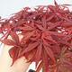 Outdoor bonsai - Acer palmatum Atropurpureum - Red palm maple - 5/7