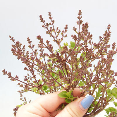 Outdoor bonsai - Syringa Meyeri Palibin - Meyer's Lilac - 5