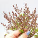 Outdoor bonsai - Syringa Meyeri Palibin - Meyer's Lilac - 2/3