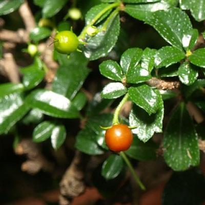 Room bonsai - Carmona macrophylla - Fuki tea - 5