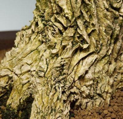 Room bonsai - Buxus harlandii - cork buxus - 5