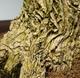 Room bonsai - Buxus harlandii - cork buxus - 5/6