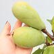 Outdoor bonsai - Pseudocydonia sinensis - Chinese quince - 5/6