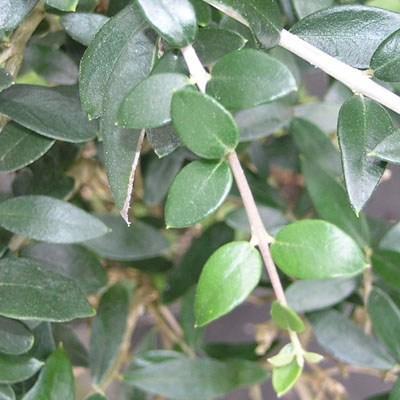 Room bonsai - Olea europaea - European Oliva - 5