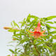 Indoor bonsai-PUNICA granatum nana-Pomegranate - 5/5