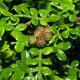 Indoor bonsai - Zantoxylum piperitum - peppercorn - 5/7