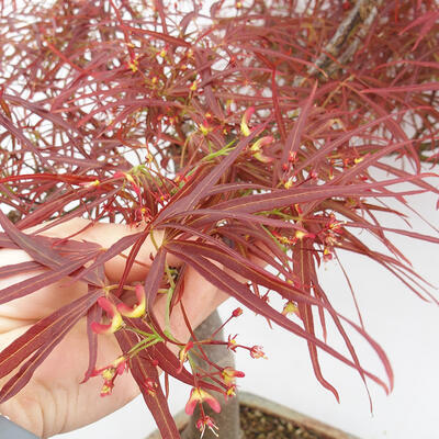 Outdoor bonsai - Acer palmatum RED PYGMY - 5