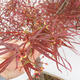 Outdoor bonsai - Acer palmatum RED PYGMY - 5/5