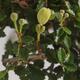 Room bonsai - Ulmus parvifolia - Malolistý elm - 5/6