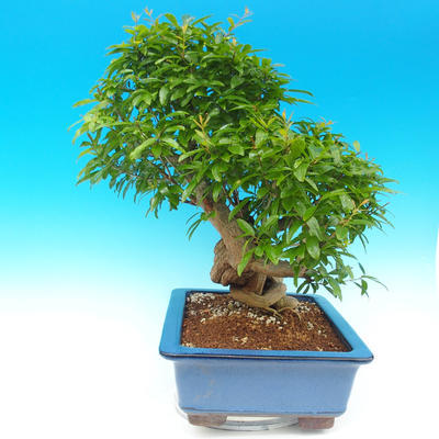Room bonsai-PUNICA granatum-pomegranate - 6