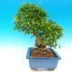 Room bonsai-PUNICA granatum-pomegranate - 6/7