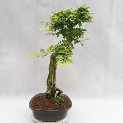 Indoor bonsai - Duranta erecta Aurea PB2191203 - 6