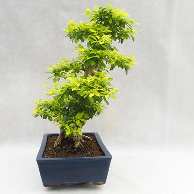 Indoor bonsai - Duranta erecta Aurea PB2191206 - 6