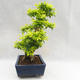 Indoor bonsai - Duranta erecta Aurea PB2191206 - 6/7