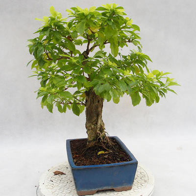 Indoor bonsai - Duranta erecta Aurea PB2191208 - 6