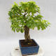 Indoor bonsai - Duranta erecta Aurea PB2191208 - 6/6