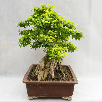 Indoor bonsai - Duranta erecta Aurea PB2191210 - 6