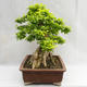 Indoor bonsai - Duranta erecta Aurea PB2191210 - 6/7