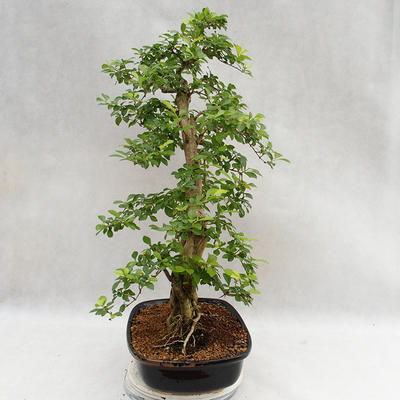Indoor bonsai - Duranta erecta Aurea PB2191211 - 6